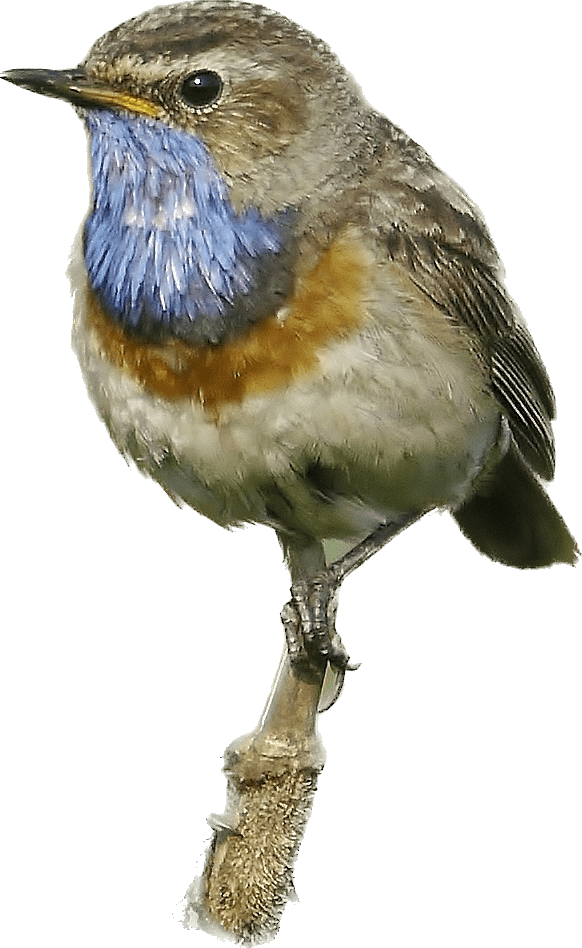 Afbeelding 1
